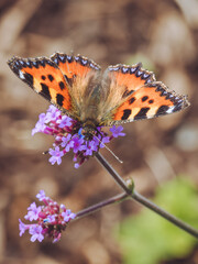 A Small Tortoiseshell butterfly feeding on a Verbena 