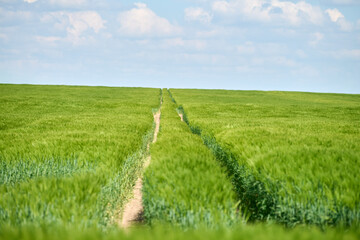 Narrow dirt path cuts through vibrant green field under clear blue sky with soft white clouds in distance, minimalistic view