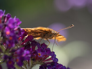 Comma butterfly feeding on a purple Buddleia, aka Butterfly Bush