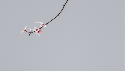 Delicate Cherry Blossom Branch with Pink Flowers Against a Light Gray Sky