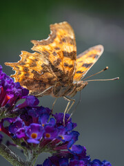 Comma butterfly feeding on a purple Buddleia, aka Butterfly Bush