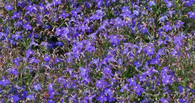 B&uuml;schel blau bl&uuml;hender Lobelien (Lobelia erinus), eine Honigpflanze, die Bienen und Best&auml;uber anzieht
