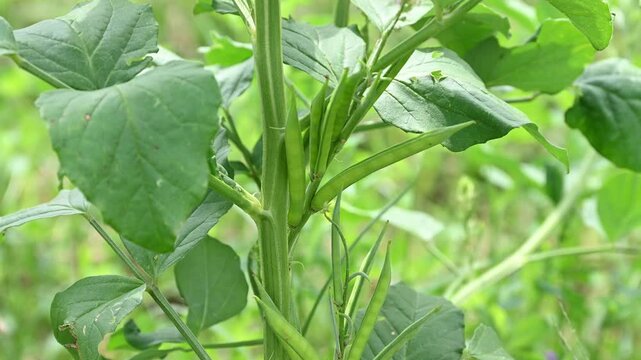 Cluster beans or gawar phali (guar) plant in field, cyamopsis tetragonoloba