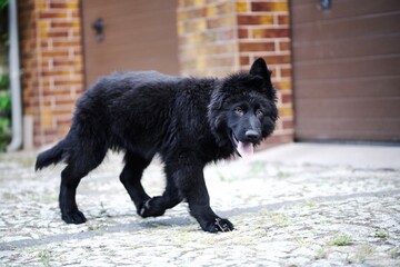 black dog  on a rock