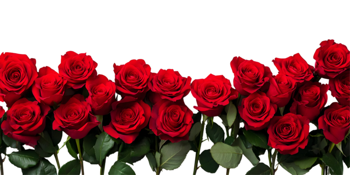 Striking red roses on black backdrop expressing love, romance, and affection