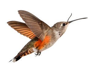 Fototapeta premium A hummingbird in mid-flight with vibrant orange and brown feathers. The bird has a long beak and is captured against a transparent background.