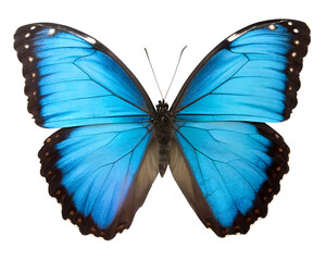 Fototapeta premium A vibrant blue Morpho butterfly with open wings, showcasing iridescent colors against a transparent background. The butterfly has a distinct brown border with white spots.