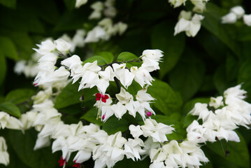 white and red flower of Clerodendrum Thomsoniae creeper  tropical plant