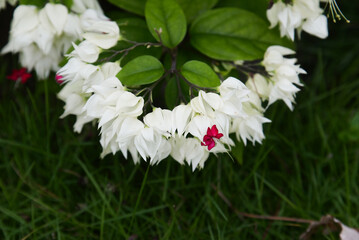 white and red flower of Clerodendrum Thomsoniae creeper  tropical plant
