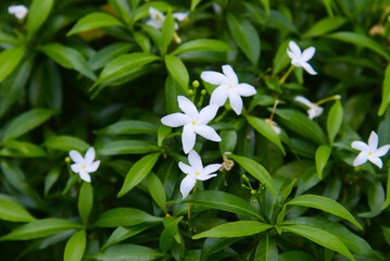 Crepe Jasmine or East Indian Rosebay, little white flowers, tropical flower.