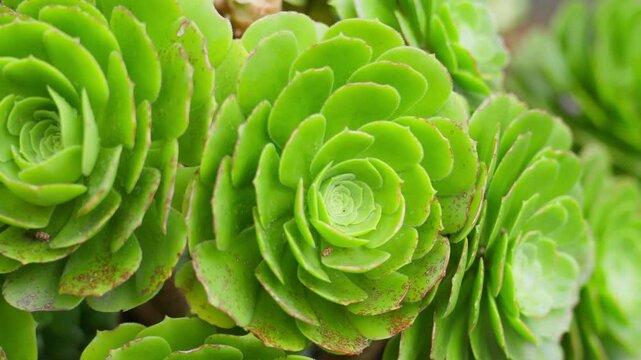 Bright Green Succulent Plant Macro Shot