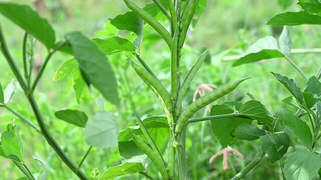 Cluster beans or gawar phali (guar) plant in field, cyamopsis tetragonoloba