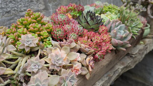 Colorful Succulent Plants at Local Market