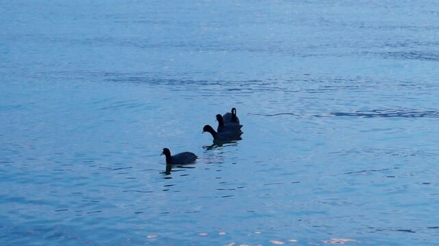 A group of ducks paddles peacefully through the shimmering waters of Erhai Lake in Yunnan, creating gentle ripples under soft light.