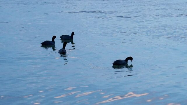 A group of ducks paddles peacefully through the shimmering waters of Erhai Lake in Yunnan, creating gentle ripples under soft light.