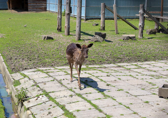 A young deer cautiously steps along a paved path, surveying its surroundings. Its graceful figure...