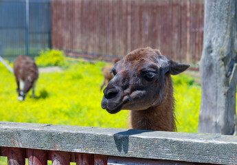 A brown llama peeks over a wooden fence, drawing attention with its gaze. In the background, bright...