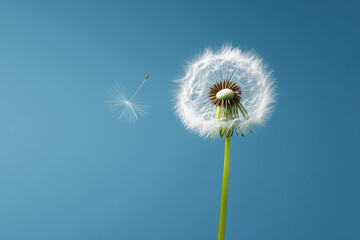 Fototapeta premium A single dandelion seed head stands alone, its spherical form highlighted as one seed drifts away. This macro nature shot captures the delicate and ephemeral beauty of a fleeting moment.