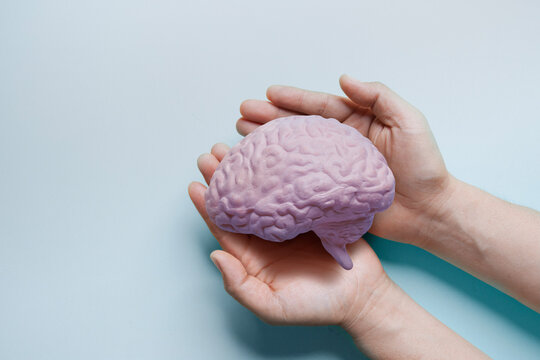 adult hands holding brain model autistic brain on light blue background, stroke, epilepsy and alzheimer's disease, stroke,world mental health day concept.