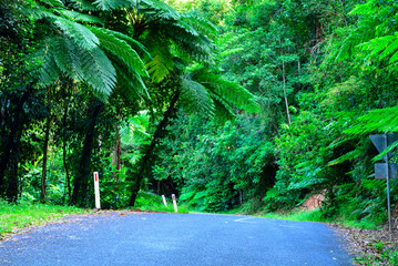 A solitary journey along a misty rainforest road near Cairns—where towering trees, damp earth,...