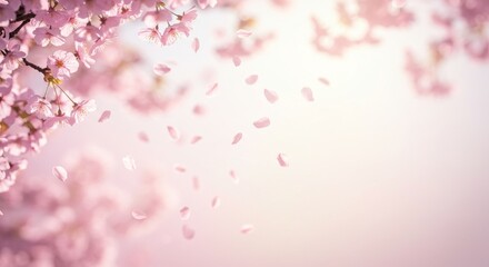 Fototapeta premium Cherry blossoms in full bloom with soft petals falling, the background fading to a pale pink to white gradient.