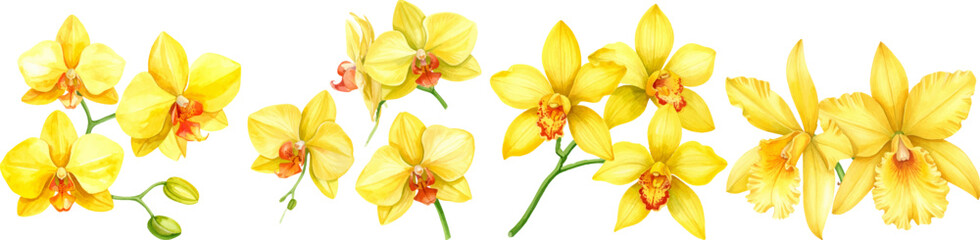 Fototapeta premium Golden ears of wheat stand in isolation, mirroring the vibrant yellow of a spring daffodil in bloom