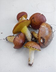 Several fresh edible mushrooms on a white surface. Brown caps, light stems. Suillus granulatus