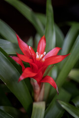 Scarlet Star Guzmania Lingulata Flower