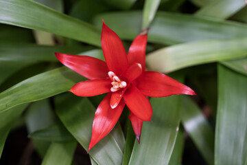 Scarlet Star Guzmania Lingulata Flower