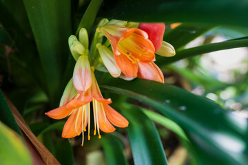 Bush Lily Clivia Miniata Flower