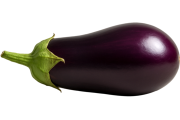 Organic eggplant, freshly picked from the tree and used for cooking.