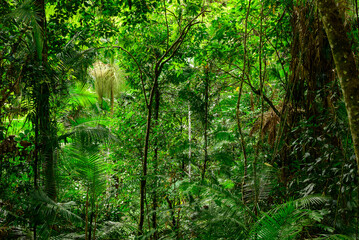 A solitary journey along a misty rainforest road near Cairns—where towering trees, damp earth,...