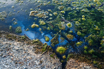 Close-up of Lagoon Lake with green algae patches floating on blue water, bordered by a rocky shore....