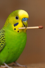 Curious Budgie Holding a Matchstick