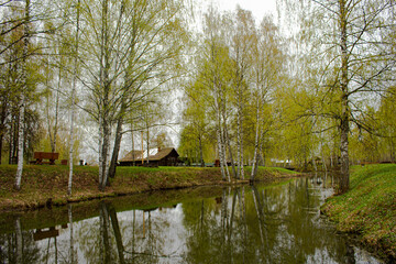 Wooden houses among birch trees near river in Russia