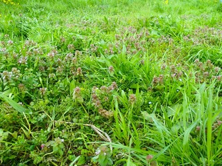 ヒメオドリコソウ咲く春の野原風景
