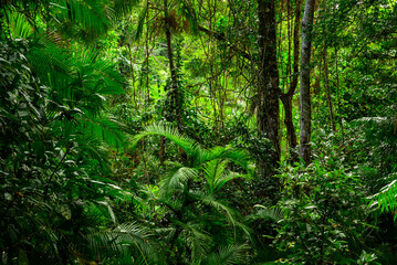 A solitary journey along a misty rainforest road near Cairns—where towering trees, damp earth, and filtered light create a moody, immersive escape into tropical wilderness.