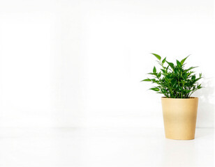 Fototapeta premium A potted green plant with lush foliage placed on a white surface against a plain white background, capturing a minimalist and fresh aesthetic
