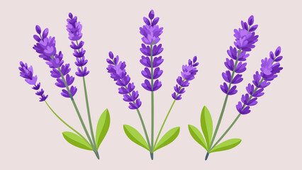 Naklejka premium Vector art of three sprigs of purple lavender flowers on a light background