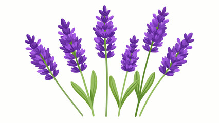 Naklejka premium Vector art of several sprigs of purple lavender flowers isolated on white background