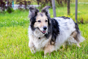 A black and white dog is happily running around in the grass