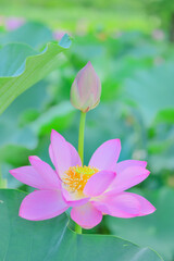 夏の朝に咲くピンクの蓮