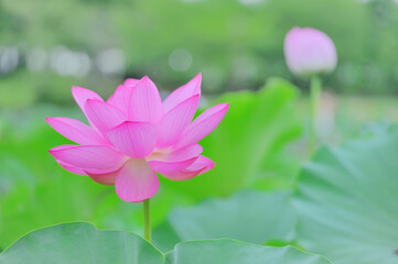 夏の朝に咲くピンクの蓮