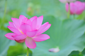 夏の朝に咲くピンクの蓮