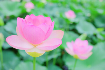 夏の朝に咲くピンクの蓮