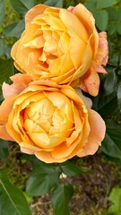 Yellow Roses blooming in the garden