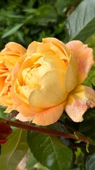 Yellow Roses blooming in the garden