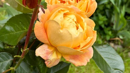 Yellow Roses blooming in the garden