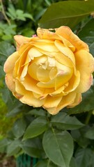 Yellow Roses blooming in the garden