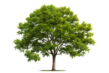 Fototapeta premium Lush green trees isolated on transparent background.